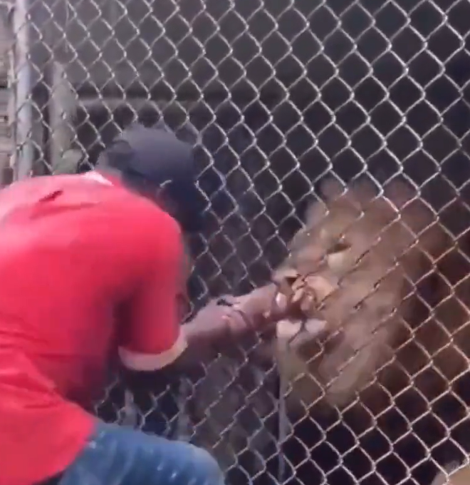 Immigrant tortures poor lion at the zoo